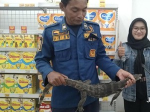 Karyawan Minimarket Kaget Saat Mau Ngepel, Biawak Nongkrong di Toilet