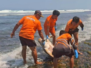 2 Penyu Jumbo Ditemukan Mati di Pantai Gunungkidul