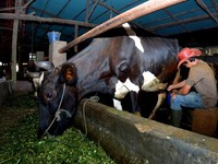 Pengusaha Pakan Ternak Asal Ponorogo Ini Buktikan Manfaat KUR BRI