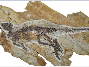 Dinosaurus Ini Diduga Berkicau Semasa Hidupnya