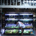 Pengusaha Aquascape Teriak Sepi Pesanan, Bukti Ekonomi Orang RI Sulit?