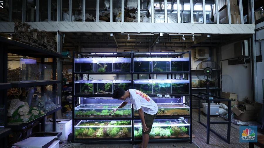 Bisnis aquascape di kawasan Jakarta sepi pesana. (CNBC Indonesia/Tri Susilo)