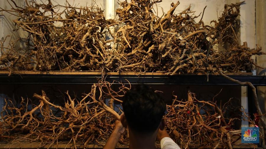 Bisnis aquascape di kawasan Jakarta sepi pesana. (CNBC Indonesia/Tri Susilo)