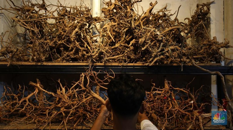 Bisnis aquascape di kawasan Jakarta sepi pesana. (CNBC Indonesia/Tri Susilo)