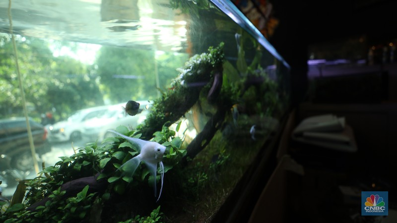 Bisnis aquascape di kawasan Jakarta sepi pesana. (CNBC Indonesia/Tri Susilo)