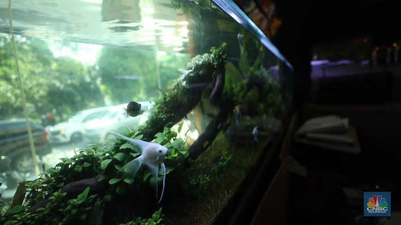 Bisnis aquascape di kawasan Jakarta sepi pesana. (CNBC Indonesia/Tri Susilo)