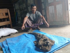 Temuan Tanduk Raksasa Hewan Purba yang Gegerkan Warga Blora