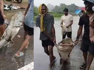 Ngeri! Ada Ikan Lele Setan Raksasa Ditangkap di India