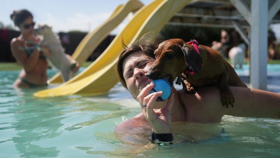 Seekor anjing menyejukkan diri dan bermain di taman air untuk anjing sementara orang-orang mencoba menghindari panas karena suhu diperkirakan akan meningkat di Barcelona, Spanyol, 3 Agustus 2025. (REUTERS/Bruna Casas)
