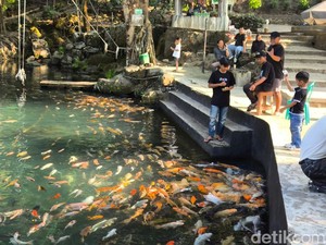 Keseruan Bermain Bersama Ikan Hias di Telaga Biru Cicerem Kuningan