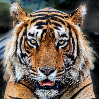 10 Negara dengan Jumlah Harimau Terbanyak di Dunia, Ada RI?