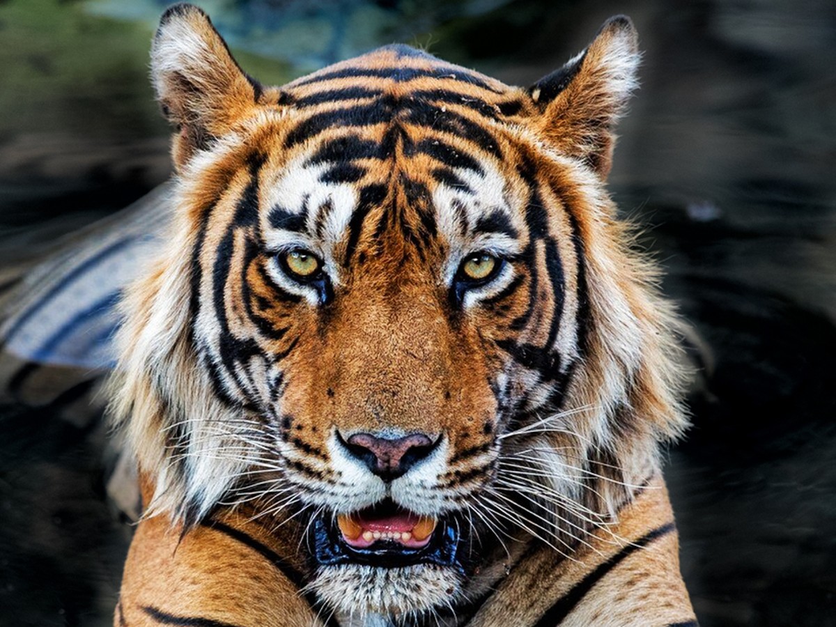 Harimau Jawa Diduga Belum Punah, Bukti DNA dari Hutan Sukabumi Muncul