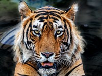 10 Negara dengan Jumlah Harimau Terbanyak di Dunia, Ada RI?