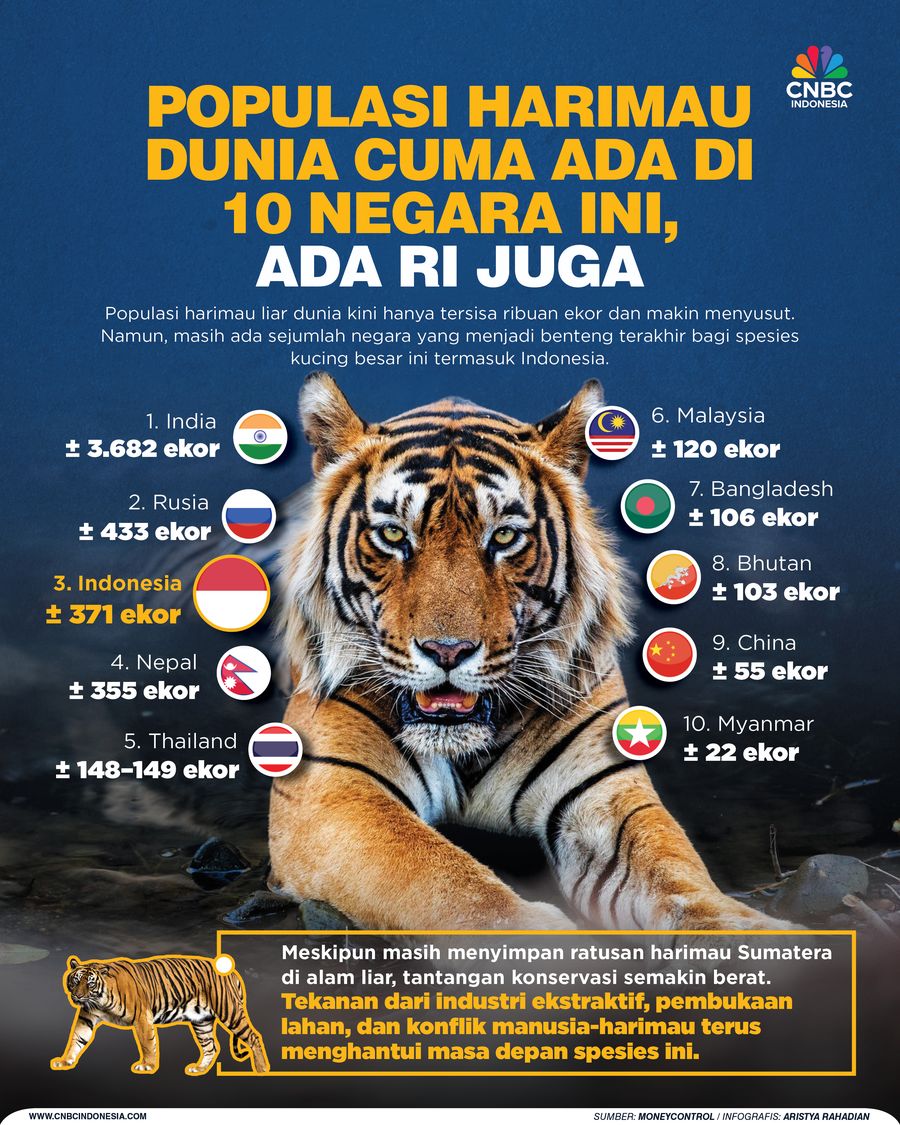 populasi Harimau Dunia Cuma Ada di 10 Negara Ini, Ada RI juga populasi Harimau Dunia Cuma Ada di 10 Negara Ini, Ada RI juga