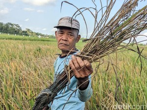 Keluh Kesah Petani Trenggalek Kewalahan Kendalikan Hama Wereng