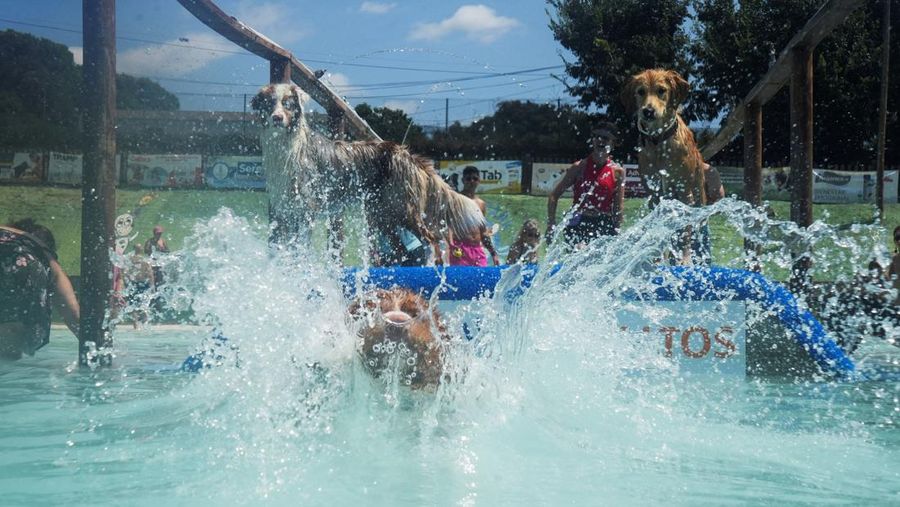 Seekor anjing menyejukkan diri dan bermain di taman air untuk anjing sementara orang-orang mencoba menghindari panas karena suhu diperkirakan akan meningkat di Barcelona, Spanyol, 3 Agustus 2025. (REUTERS/Bruna Casas)