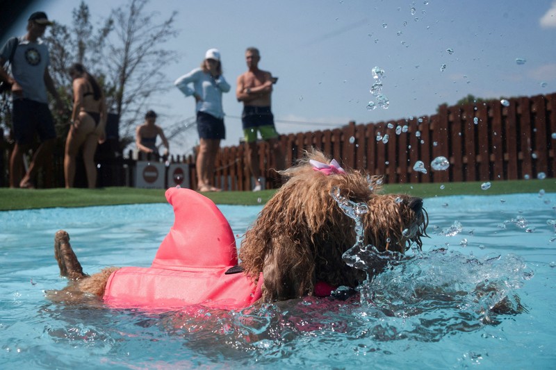 Seekor anjing menyejukkan diri dan bermain di taman air untuk anjing sementara orang-orang mencoba menghindari panas karena suhu diperkirakan akan meningkat di Barcelona, Spanyol, 3 Agustus 2025. (REUTERS/Bruna Casas)