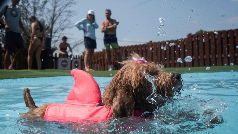 Seekor anjing menyejukkan diri dan bermain di taman air untuk anjing sementara orang-orang mencoba menghindari panas karena suhu diperkirakan akan meningkat di Barcelona, Spanyol, 3 Agustus 2025. (REUTERS/Bruna Casas)