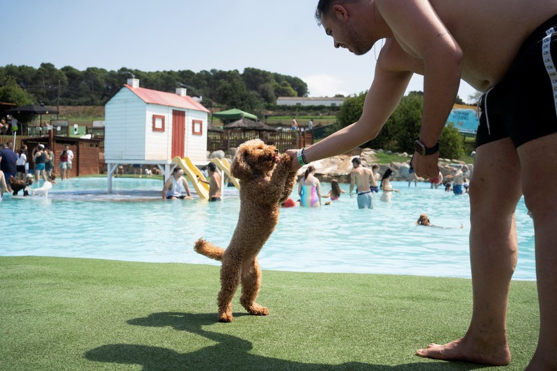 Seekor anjing menyejukkan diri dan bermain di taman air untuk anjing sementara orang-orang mencoba menghindari panas karena suhu diperkirakan akan meningkat di Barcelona, Spanyol, 3 Agustus 2025. Seekor anjing menyejukkan diri dan bermain di taman air untuk anjing sementara orang-orang mencoba menghindari panas karena suhu diperkirakan akan meningkat di Barcelona, Spanyol, 3 Agustus 2025. (REUTERS/Bruna Casas)