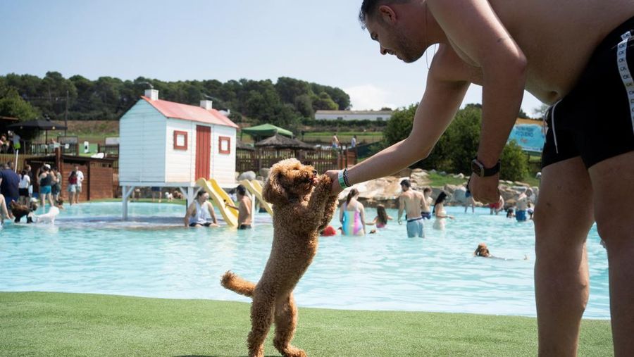 Seekor anjing menyejukkan diri dan bermain di taman air untuk anjing sementara orang-orang mencoba menghindari panas karena suhu diperkirakan akan meningkat di Barcelona, Spanyol, 3 Agustus 2025. (REUTERS/Bruna Casas)
