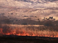 Saat Langit California AS Berubah Oranye, 49.000 Daratan Jadi Laut Api