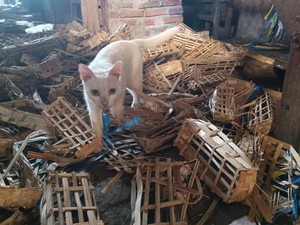 Geger Puluhan Kepala Kucing dalam Karung di Pasar Sepanjang Sidoarjo