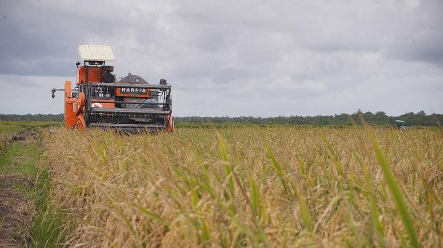 Penampakan sawah siap panen. (Dok. Kementan)