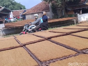 Tembakau Mole, Warisan Leluhur Sunda yang Tersimpan di Sasag Bambu