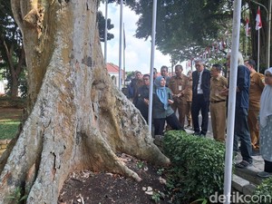 Pemprov Banten Gandeng Ahli IPB Cek Pohon Tua Demi Keselamatan Warga