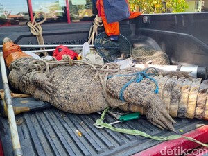 Heboh Buaya 3 Meter Masuk Kebun Tebu di Sidoarjo, Sempat Makan Ternak Warga