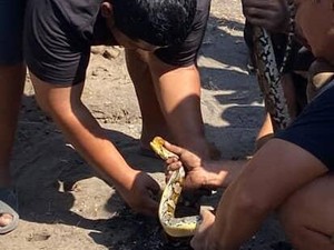 Warga di Sleman Ramai-ramai Bantu Ular yang Terjepit Lubang Drainase