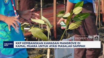 Video: Atasi Sampah, KKP Kembangkan Kawasan Mangrove di Kamal Muara