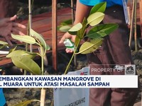 Video: Atasi Sampah, KKP Kembangkan Kawasan Mangrove di Kamal Muara