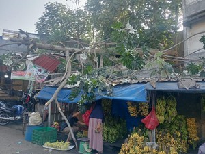 Pohon Setinggi 8 Meter Tumbang Timpa Lapak Pedagang Buah di Bogor