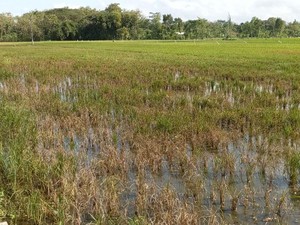 652 Hektare Tanaman Padi di Tulungagung Diserang Wereng