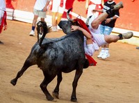 Alasan Sebenarnya Kenapa Banteng Ngamuk Saat Lihat Warna Merah