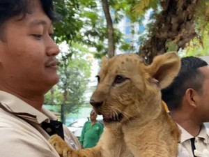 Gemas! KBS Punya 2 Bayi Singa yang Segera Dikenalkan ke Pengunjung