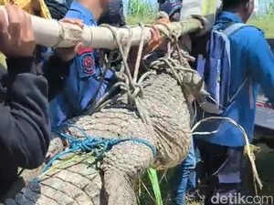 Awal Mula Warga Jabon Sidoarjo Lihat Buaya 3 Meter di Kebun Tebu