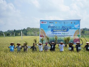 Dorong Swasembada Pangan, Pusri Gelar Panen Raya di Bangka Selatan