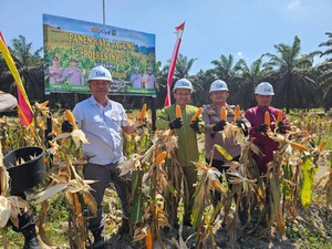 Sukseskan Ketahanan Pangan, Polres Inhu Panen Raya Jagung 600 Kg