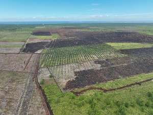 Pernah Jadi Lokasi Karhutla, Gambut 2.400 Hektare di Riau Berhasil Direstorasi
