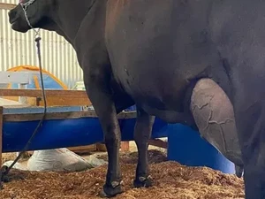 Pecah Rekor! Seekor Sapi Brasil Hasilkan 343 Liter Susu dalam 3 Hari