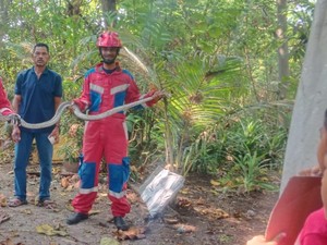 Mau Cek Sumur, Warga Kepulauan Seribu Kaget Ada Ular Sanca 3,5 Meter Nongol