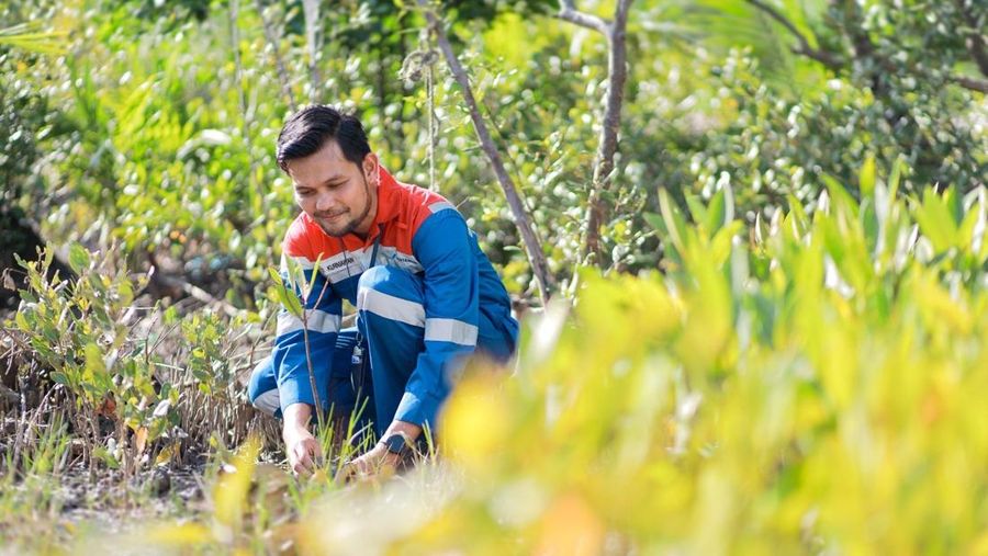 Konservasi Lahan Mangrove