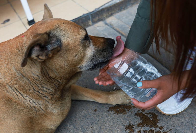 A resident pets 
