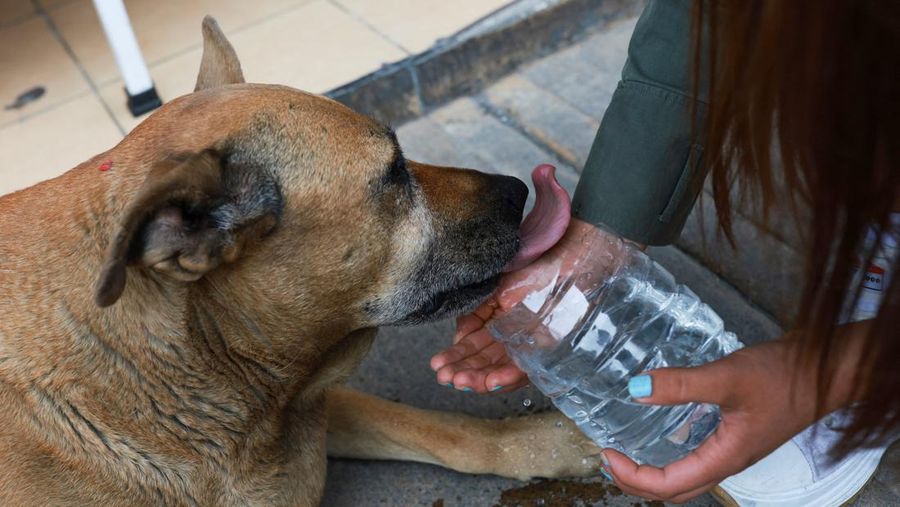 A resident pets 