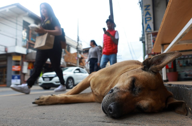 A resident pets 