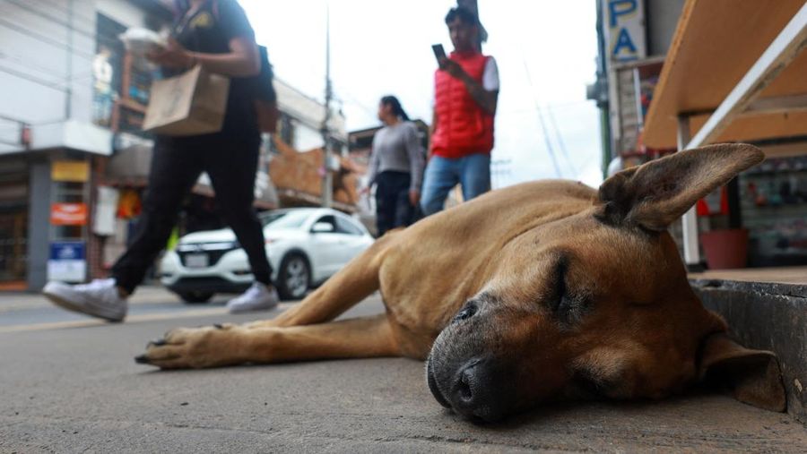 A resident pets 