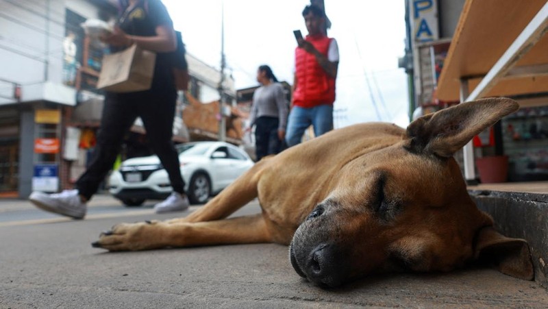 A resident pets 
