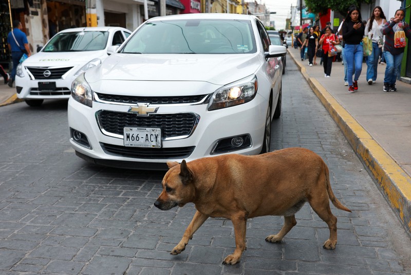MEXICO-DOG/ A resident pets